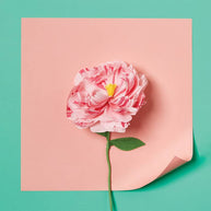 Creative art kit to make paper flowers with crepe paper and paint